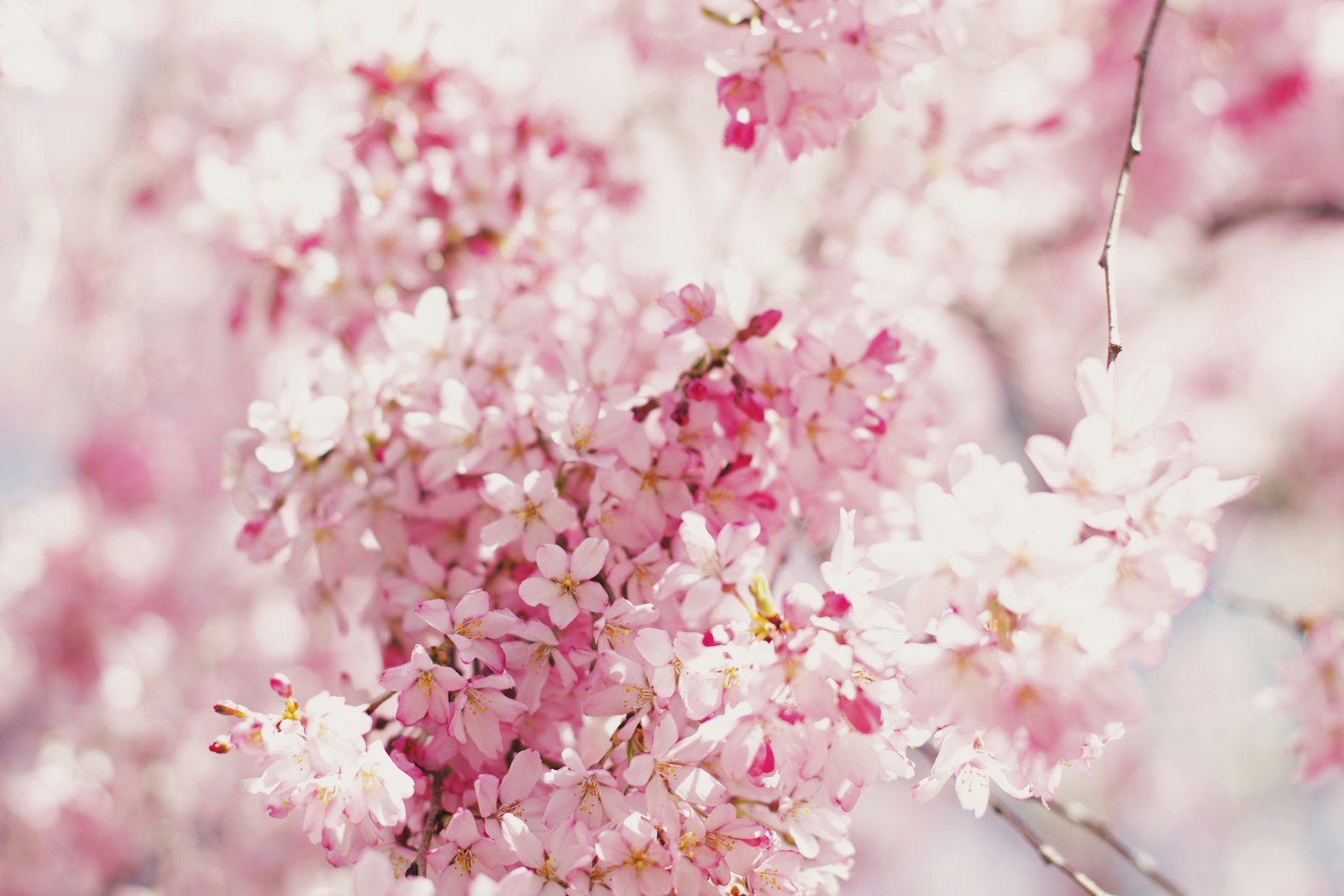 pink and white cherry blossom