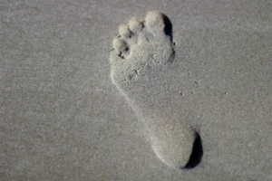 white and black sea shell on gray sand