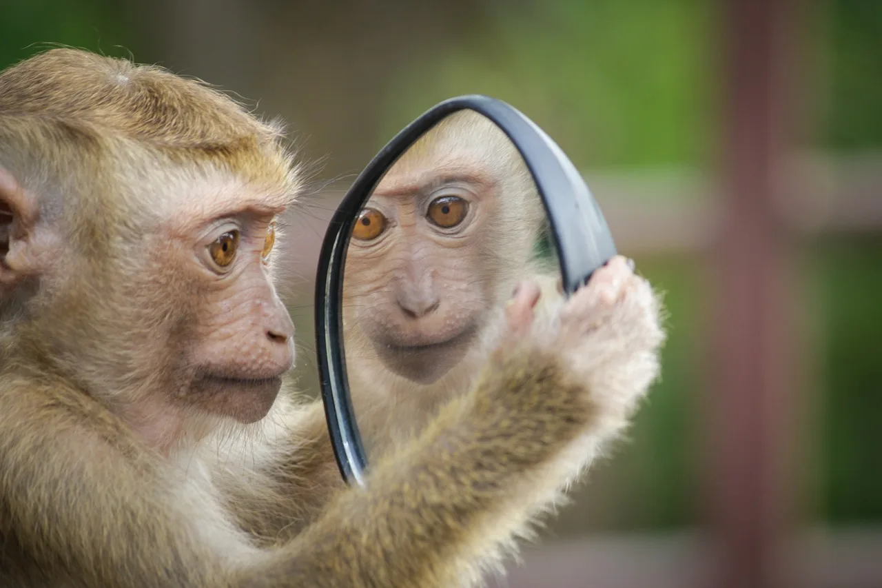 monkey, mirror, thinking, reflection, self-reflection, cute, self-confidence, brown thinking, brown mirror, brown think, monkey, monkey, mirror, mirror, self-reflection, self-reflection, self-reflection, self-reflection, self-reflection, self-confidence