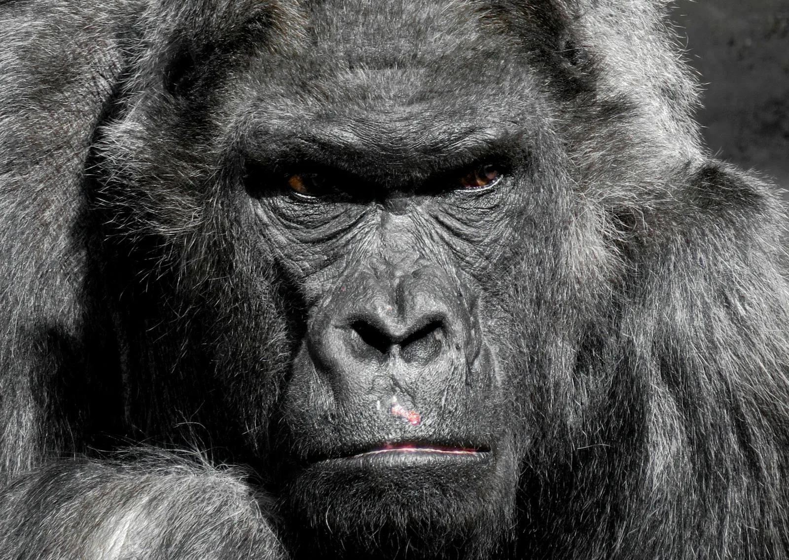 A striking close-up photograph of a gorilla displaying its expressive face and textured fur.