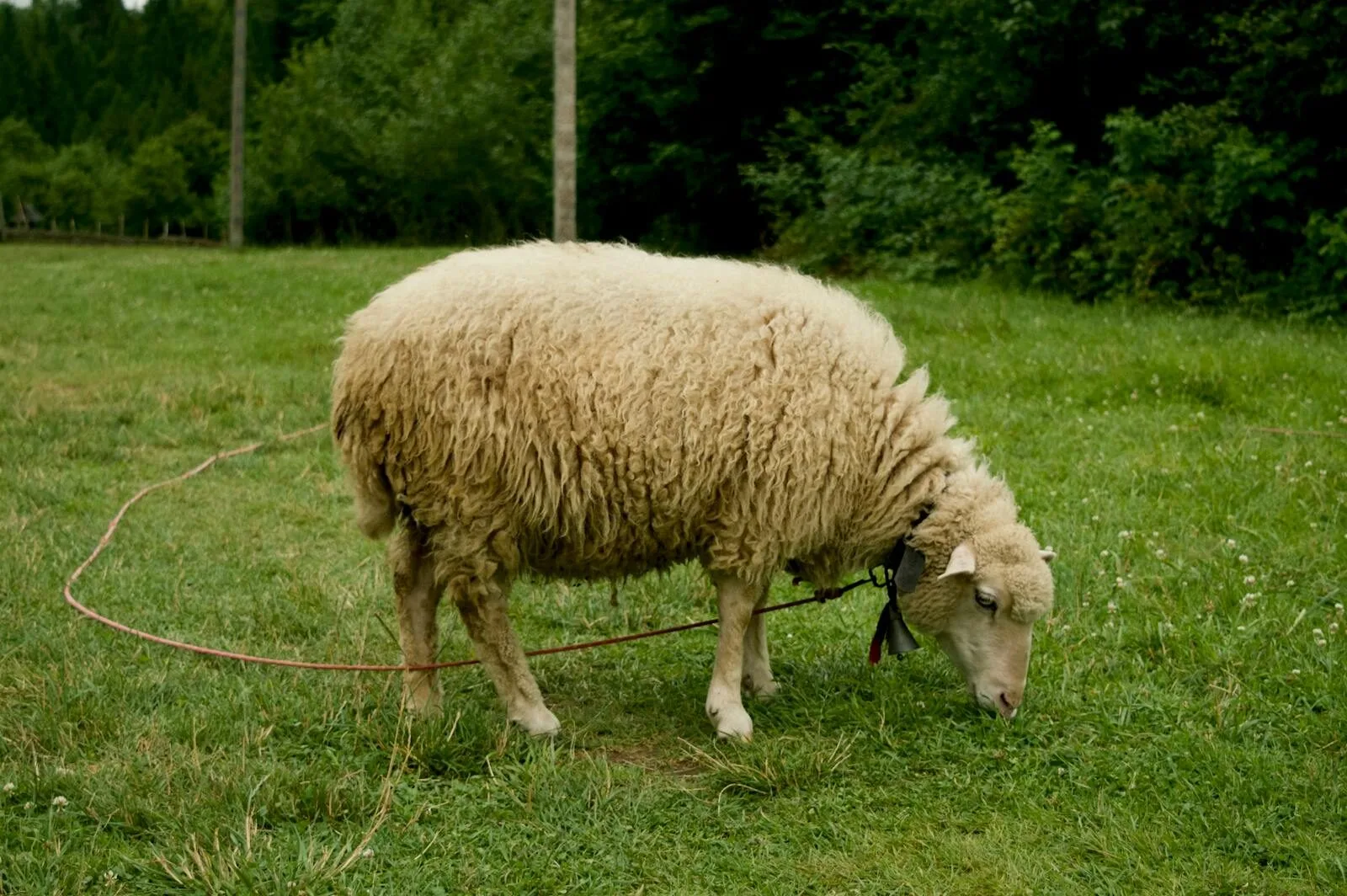 A single sheep grazing in a verdant field in rural L'viv, Ukraine, surrounded by greenery.