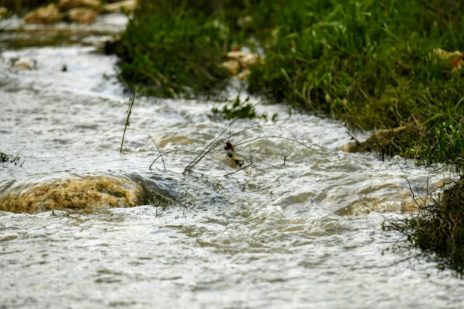 a duck in a river