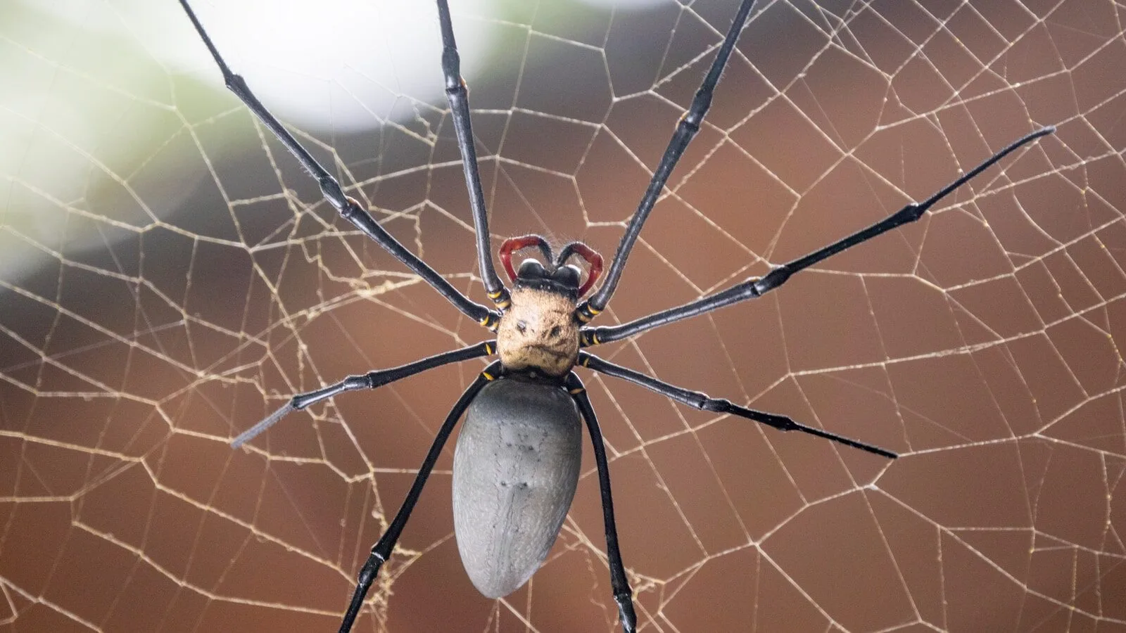 A close up of a spider on a web