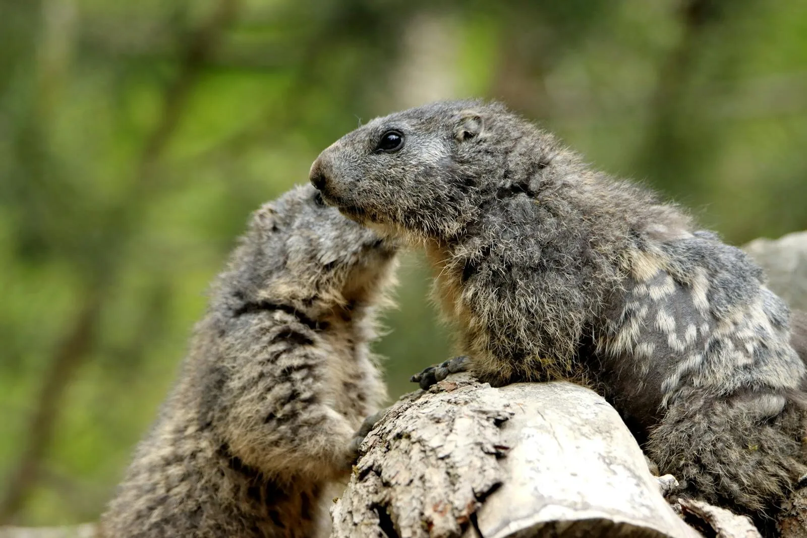 Close-up of two groundhogs interacting on a log in a natural setting.