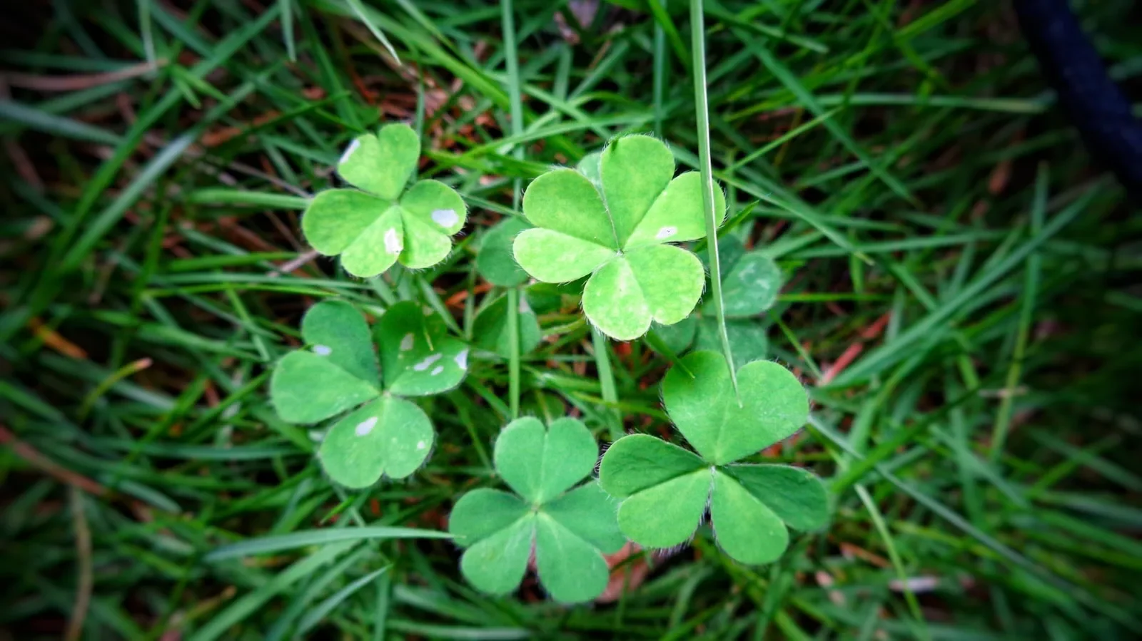 A group of four leaf clovers in the grass