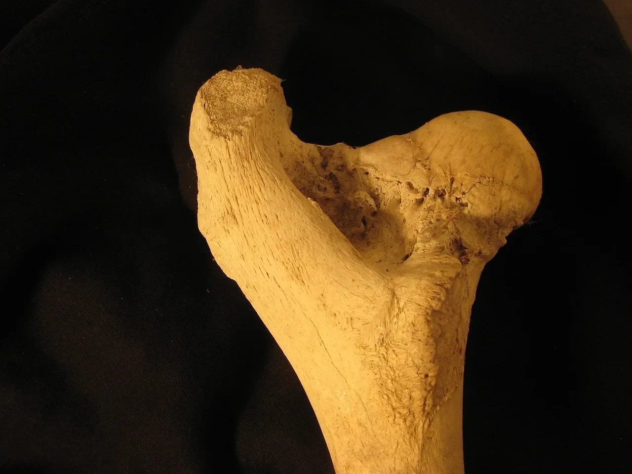 bone, femur, anatomy, skeleton, bovine, leg, biology, hip, femur, femur, femur, femur, femur
