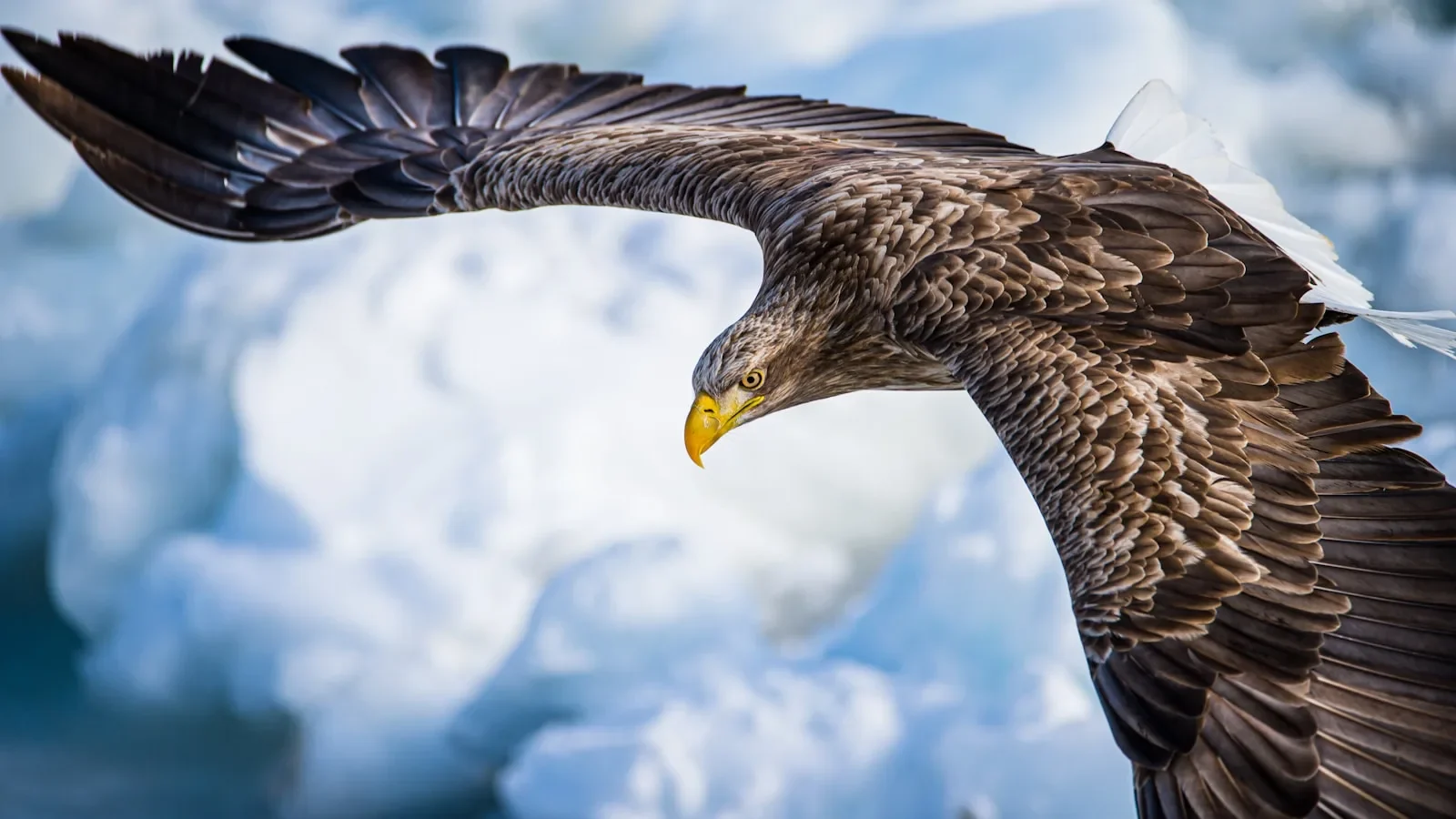 The Eagle or the Oyster?