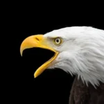 bald eagle, head, raptor, close up, adler, bird of prey, bird, bill, white tailed eagle, nature, animal, portrait, wild bird, eagle head, animal world, wildlife, wildlife photography, bald eagle, bird, bird, bird, bird, bird