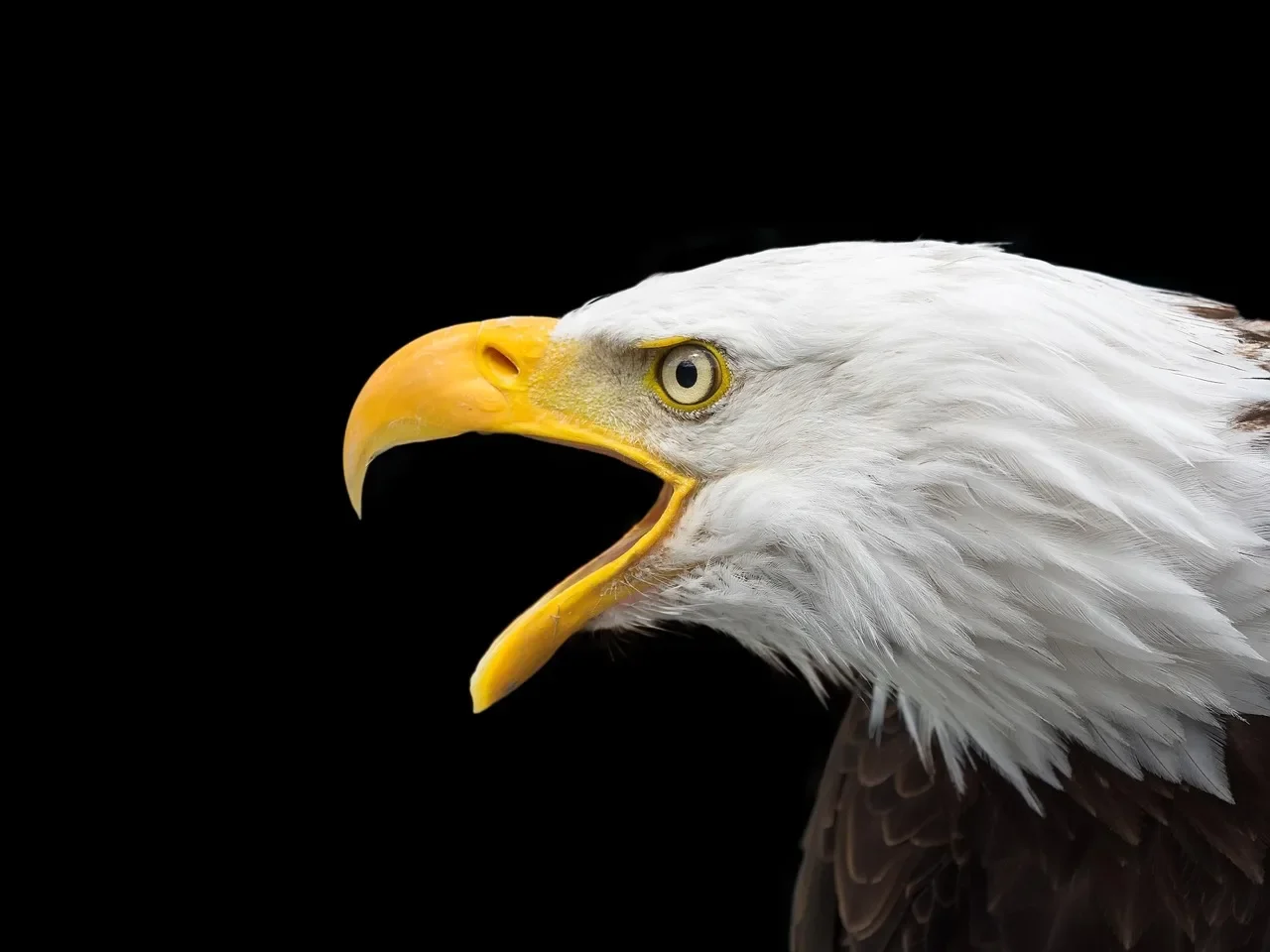 Murphy the Eagle!