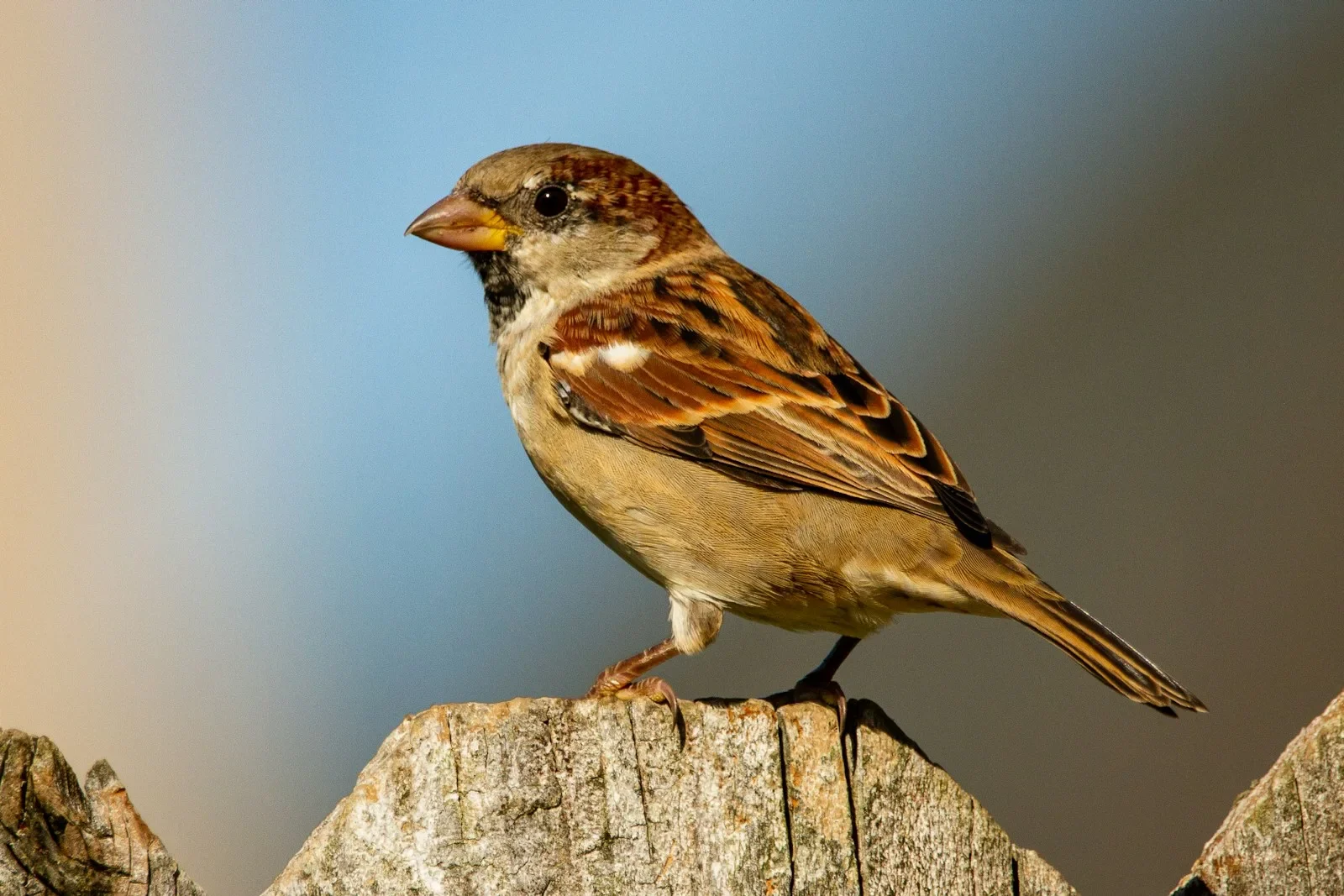 The Sparrow’s Mistake!